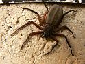 Hemicloea_ZZ327_D4002_Z_85_Alice Springs_Australie